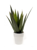 Aloe Vera in wit potje 13.5cm